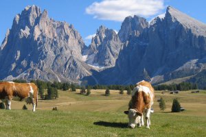 Hiking holiday at Alpe di Siusi 1